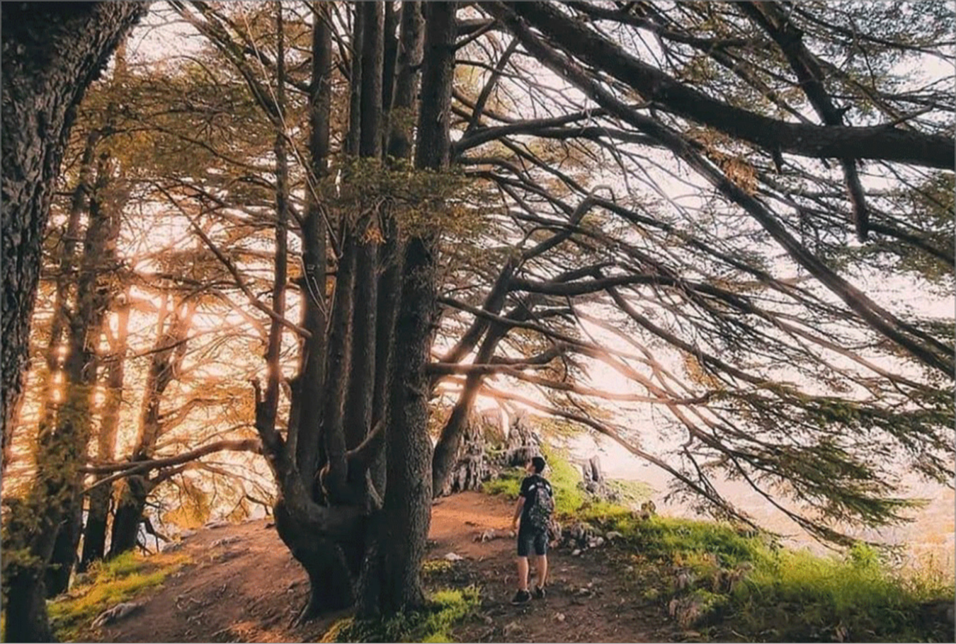 Hiking the Trails to JAJ Cedars Forest: A Nature Lover's Guide blog thumbnail Alyasa Village Lebanon